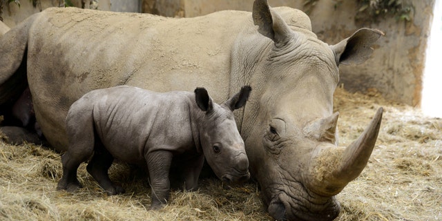 New baby Rhino, Stella, who was born at Cotswold Wildlife Park, pictured with mom Ruby. She is the first female calf born to her parents and is healthy and nursing well. (Credit: SWNS)