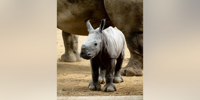 Ruby joined the wildlife park in 2009, alongside another female Rhino called Nancy, in the hopes that they would produce the parks first ever Rhino calf with Monty. (Credit: SWNS)