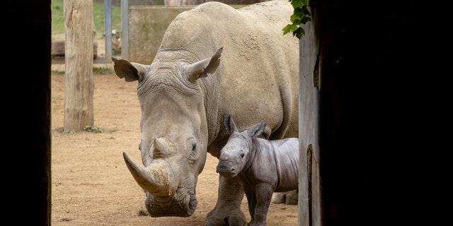 In 2013, Nancy gave birth to a female named Astrid with Stella being the third female calf born at the park in its 49-year history. (Credit: SWNS)