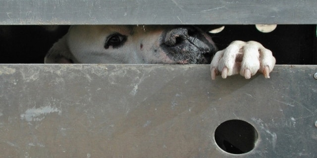 Five individuals were arrested Wednesday for their alleged role in a Florida-based dogfighting operation.