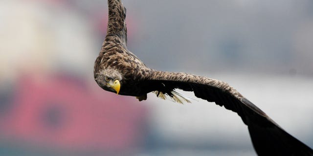 A white-tailed sea eagle flys over the Zolotoy Rog Bay in Russia.
