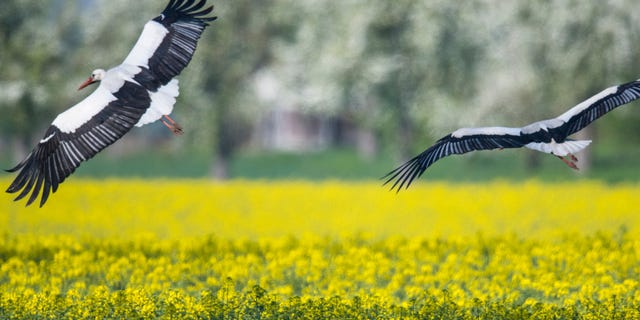 Two white storks with outstretched wings flying over a field. (Photo by Boris Roessler/picture alliance via Getty Images)