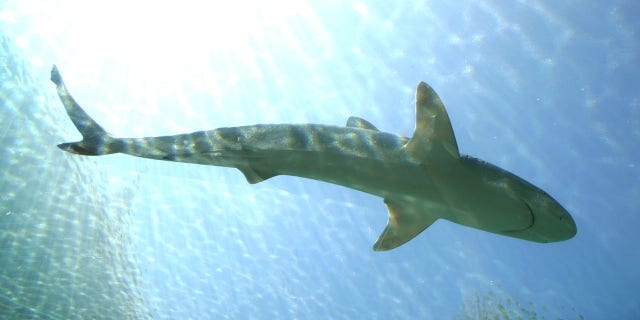 An image of a blue shark. According to International Union for the Conservation of Nature, the blue shark is "near threatened" on a global scale. Nevertheless, there are currently no limits on catching the species in the U.K