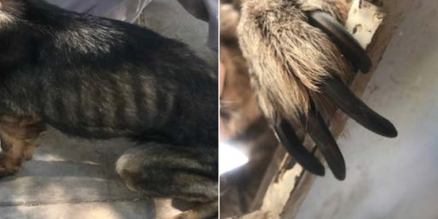 An underweight Jordanian canine (left) and a dog whose nails went severely untrimmed. (U.S. State Department Office of Inspector General)
