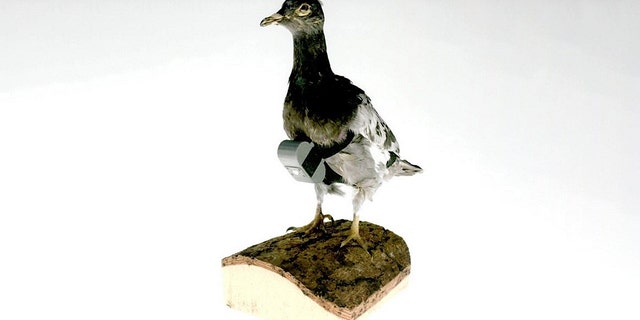 CIA photo of a spy camera strapped to a model pigeon.