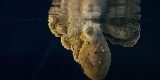 An octopus is seen changing color while it sleeps.