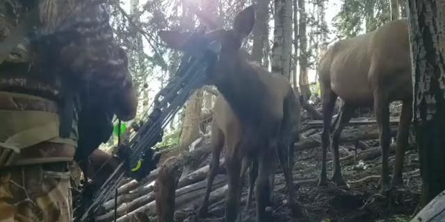 Elk Calf Seen Chewing On Hunter S Bow In Amazing Up Close Video