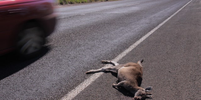 As many as 20 kangaroos were mowed down in Australia on Saturday, officials said.