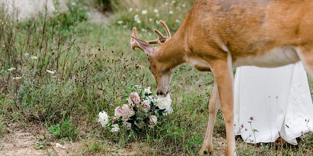 Westlake Legal Group deer-wedding-3-Laurenda-Marie-Photography Deer photo-bombs wedding pictures, eats bride's bouquet Michael Hollan fox-news/lifestyle/weddings fox-news/great-outdoors fox news fnc/lifestyle fnc article 112b45db-3fba-59f9-a57a-225d46472058