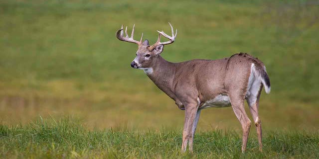 A 77-year-old Michigan man was diagnosed with tuberculosis after he was exposed to Mycobacterium bovis (M. bovis) while removing the intestines from an infected deer, the CDC said.