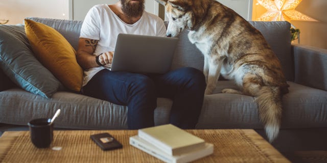 Based on the results of the survey, about half of the respondents said their pets seem to understand them better than their best friend or significant other.