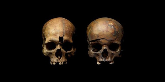 Skulls from a mass grave in Yaroslavl, Russia, show traces of violence. (Credit: Institute of Archaeology, Russian Academy of Sciences)