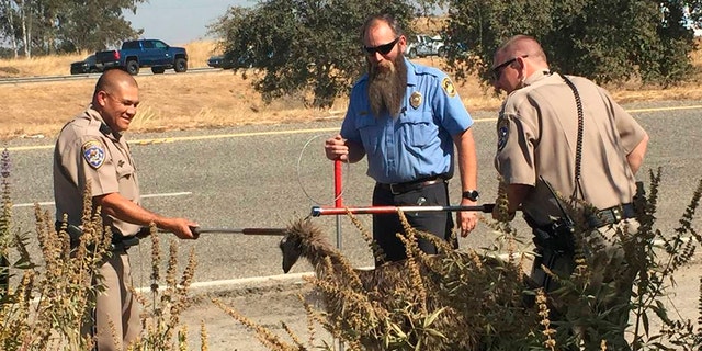 Officers from the California Highway Patrol and an officer from Madera County Animal Services, in the center, use dog traps to capture an emu who was found wandering on California Highway 99. (California Highway Patrol via AP)