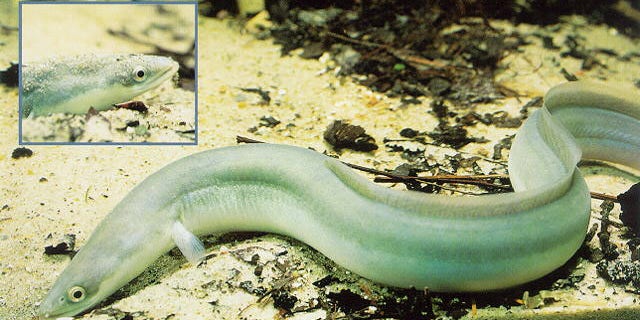 European eel. (Credit: Steffen Zienert, USGS)