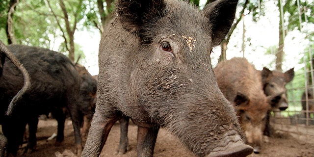 Feral hogs like these at Roger McMillin's ranch near Stephenville, Texas, cause millions of dollars of damage each year in Texas.
