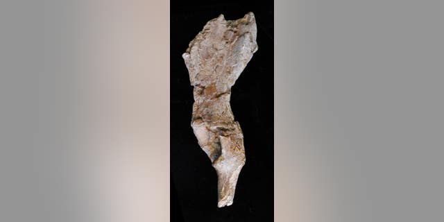 Fossil Basin from Rudapitec. The pelvis is among the most informative bones of the skeleton, but one that is rarely preserved.