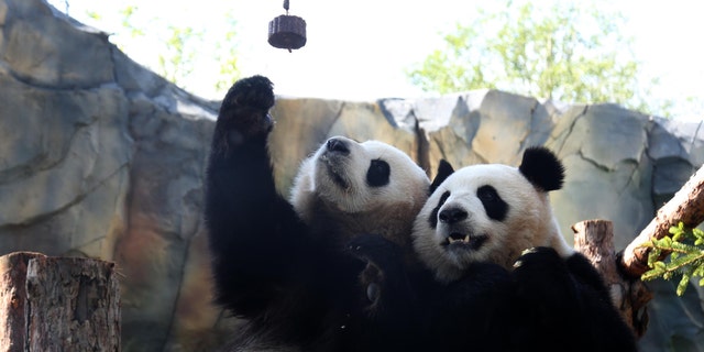 The giant pandas "Qi Guo" and "Yuan Man" play at a panda house in the wild zoo on the Qinghai-Tibet Plateau on August 28, 2019 in Xining, Qinghai Province, China. (Photo by Luo Yunpeng / China Press Service / VCG via Getty Images)