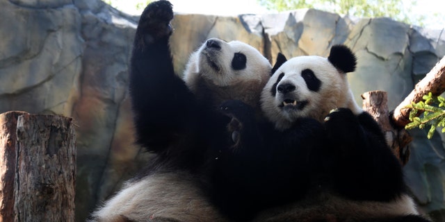 Giant pandas 'Qi Guo' and 'Yuan Man' play at a single panda house in the Qinghai-Tibet Plateau Wild Zoo on August 28, 2019 in Xining, Qinghai Province of China. (Photo by Luo Yunpeng/China News Service/VCG via Getty Images)