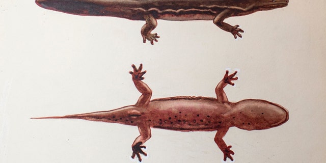 New giant salamander species - Andrias sligoi - painting from ZSL archives. (Credit: ZSL)