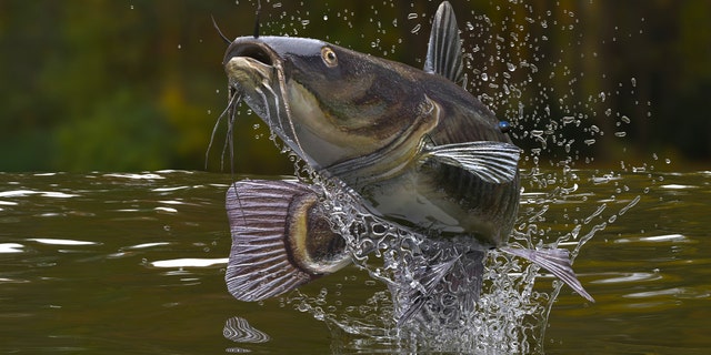A stock image of a large catfish jumping out of a lake. One four-year-old girl from Illinois is a bona fide angler after catching a 33-pound flathead catfish while fishing with a miniature, “Frozen”-themed fishing pole.