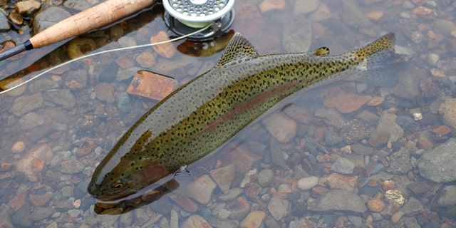 The river's fish population has declined by 80 percent due to ash runoff suffocating the supply after the devastating wildfire in 2108.
