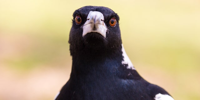 Swooping magpie shot by Aussie council after dozens of attacks | Fox News