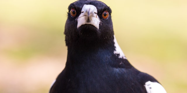 A man died in New South Wales, Australia, on Sunday after trying to avoid a swooping magpie on a park bike path, witnesses told police.