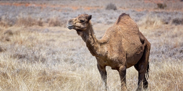 A camel, like the one pictured above, bit a zoo worker on his head in Minnesota and dragged him about 15 feet.
