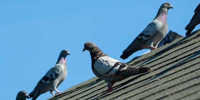 Pigeon poo created a messy ride for Chicago Transportation Authority users.