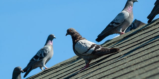Pigeon poop has been creating a messy commute for Chicago Transportation Authority riders.