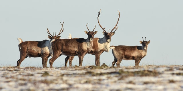 Hundreds of thousands of reindeer population Finland. (iStock)