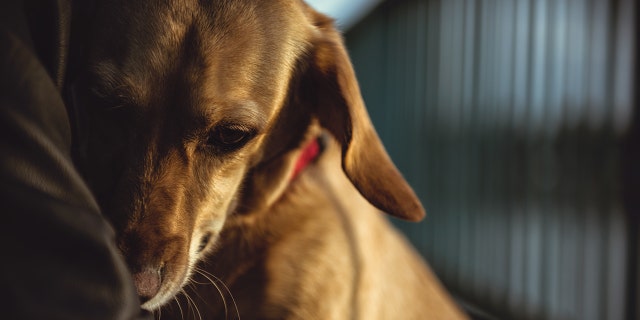 Norway has an estimated 500,000 - 600,000 dogs, according to The Guardian.