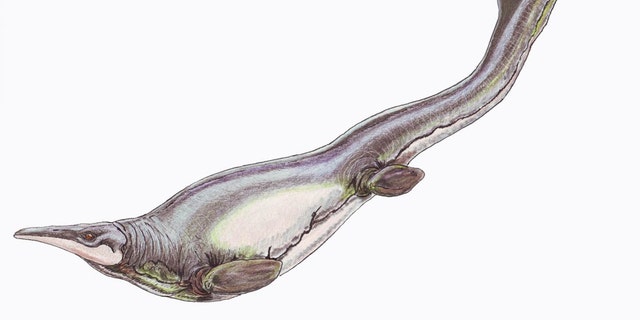 Plotosaurus bennisoni is a mosach of the Late Cretaceous (Maastrichtian) of North America. (Credit: Wikimedia Commons restoration illustration, CC BY 3.0.)