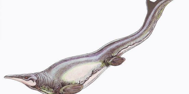 Plotosaurus bennisoni is a mosasaur from the Upper Cretaceous (Maastrichtian) North America. (Credit: Restoration illustration from Wikimedia Commons, CC BY 3.0.)