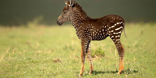 Tira's dark, polka-dotted coat may make it more difficult to ward off biting flies. (Rahul Sachdev/Caters News)