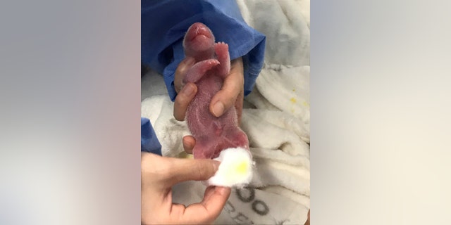 This photo provided by the Berlin Zoo on Monday, Sept. 2, 2019, shows one the newborn panda twins during its first care at the zoo. Female Panda Meng Meng gave birth to two panda babies in Berlin Zoo on Saturday evening Aug. 31, 2019. (Zoo Berlin/Zoologischer Garten Berlin via AP)