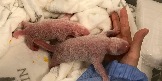 This photo provided by the Berlin Zoo on Monday, Sept. 2, 2019, shows the newborn panda twins during their first care at the zoo after they are born. Female Panda Meng Meng gave birth to two panda babies in Berlin Zoo on Saturday evening Aug. 31, 2019.