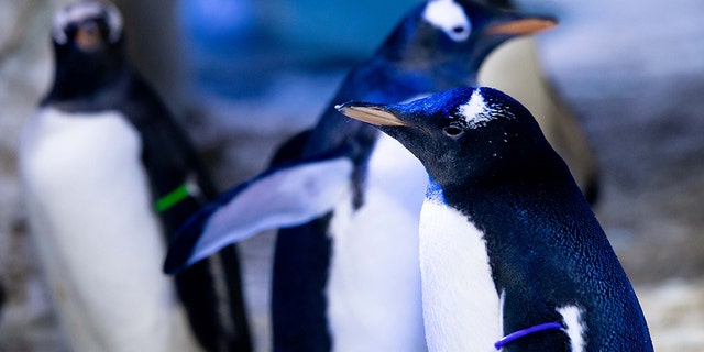 The penguin, pictured here with its purple armband, has not yet been named, according to the aquarium.