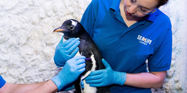 A gentoo penguin chick at the Sea Life London Aquarium will be raised without a gender.
