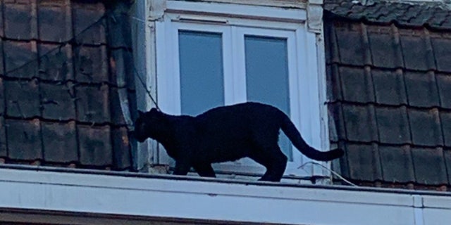 The cat, roughly five or six months old, was found prowling around a second-floor ledge off a roof for nearly an hour.