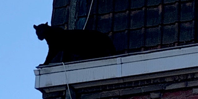 Before it was captured, the black panther reportedly walked the stairs of the building it was prowling around and entered an apartment, frightening a teen girl inside. A veterinarian eventually was able to tranquilize the animal.