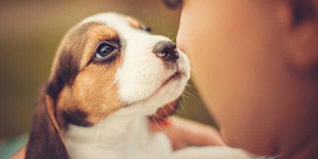 New Year's Wishes From Americans Include This Fervent Hope: 'Never See A Face Mask Again' - Fox News 4 A sweet beagle puppy is shown in this image. For one of those who answered Fox News Digital's question ahead of 2022 — ‘What’s your wish for the New Year?' — the answer included, ‘To rescue another beagle from animal testing.’