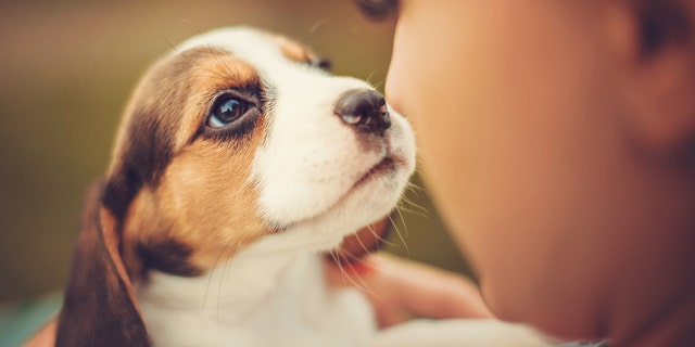 Person enjoying day with puppies