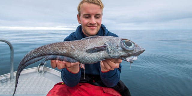 Oscar Lundahl claims that his colleague identified the creature as a ratfish, a relative to the shark that is rarely caught.