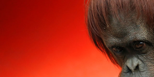 In this Sept. 16, 2019 photo, the orangutan Sandra stands in her enclosure at the former city zoo now known as Eco Parque, in Buenos Aires, Argentina. The solitary life of the 33-year-old orangutan with will take a turn towards the end of September when she leaves Buenos Aires for the United States, where after a quarantine period in Kansas she is expected to become the new resident of the Center for Great Apes in Florida. (AP Photo/Natacha Pisarenko)