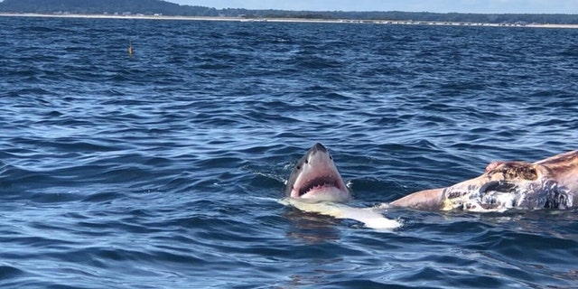 A great white shark spotted feeding on the carcass of a minke whale floating in Cape Cod Bay.