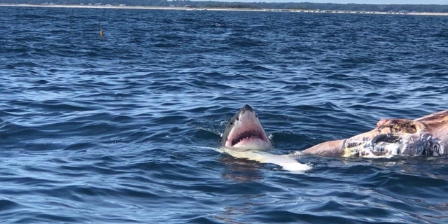 A great white shark spotted feeding on the carcass of a minke whale floating in Cape Cod Bay.