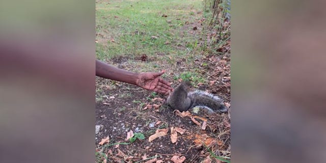 Tia Powell was walking on a trail near Kiwanis Park when the squirrel initially approached her.