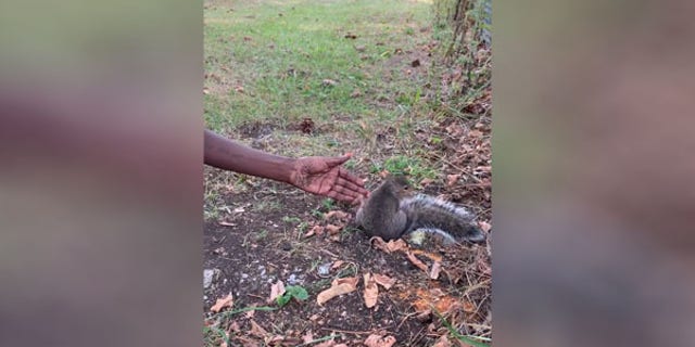 Tia Powell was walking on a trail near Kiwanis Park when the squirrel initially approached her.