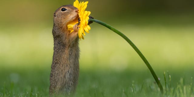 The squirrel was looking for the tastiest flower. (SWNS)
